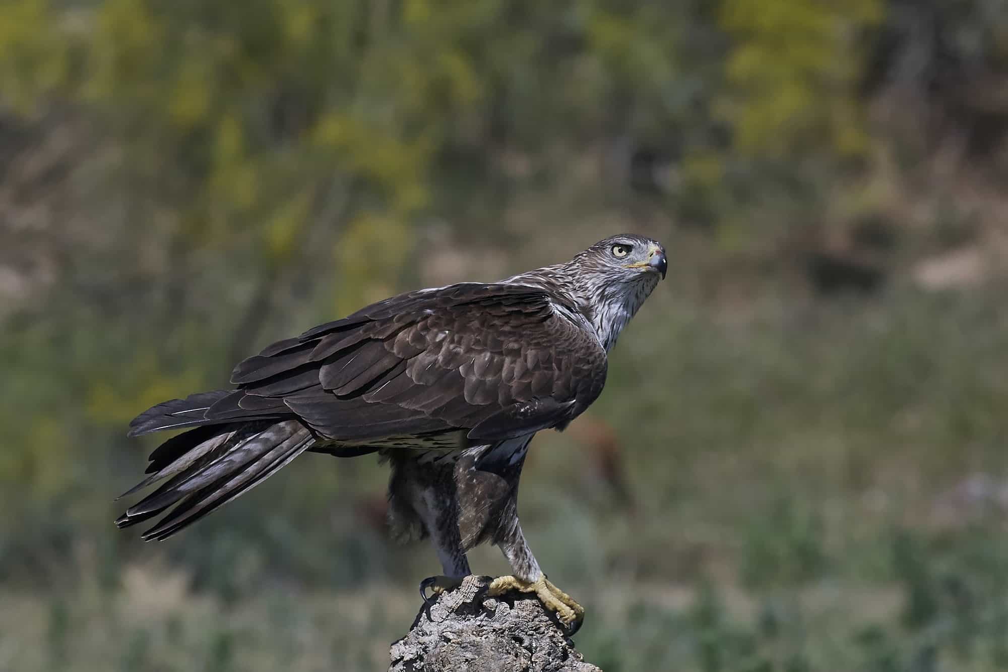 Bonellis eagle (Aquila fasciata)